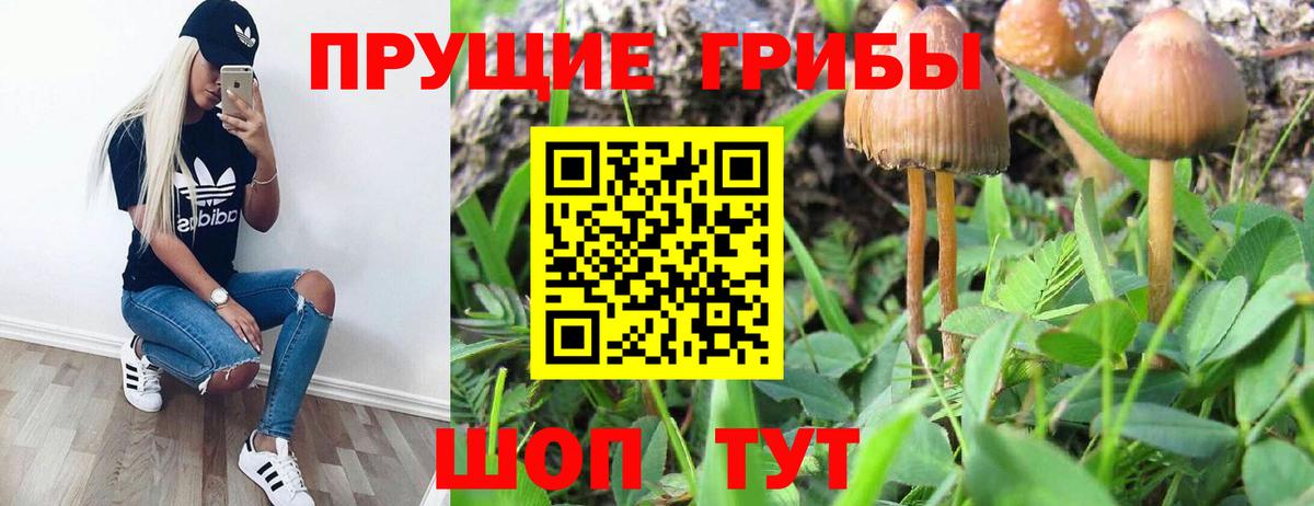 Галлюциногенные грибы Magic Shrooms  Псилоцибиновые грибы GOLDEN TEACHER  Краснодар 